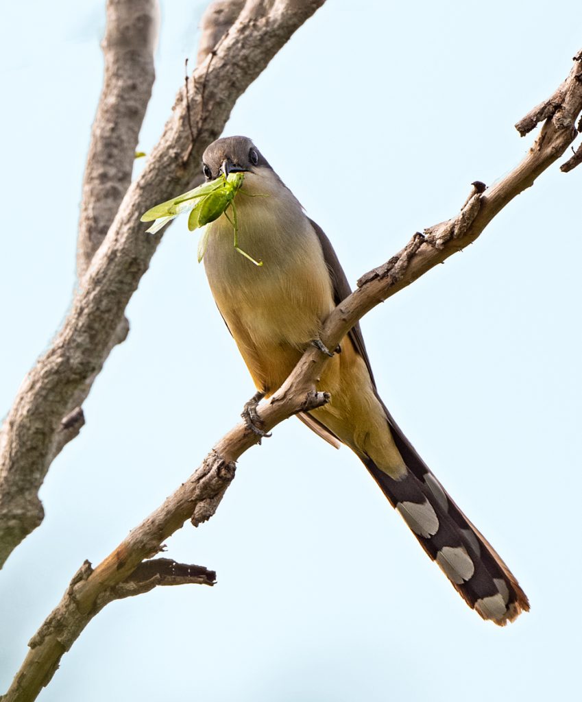 Mangrove Cuckoo | Ornithology | Owen Deutsch Photography