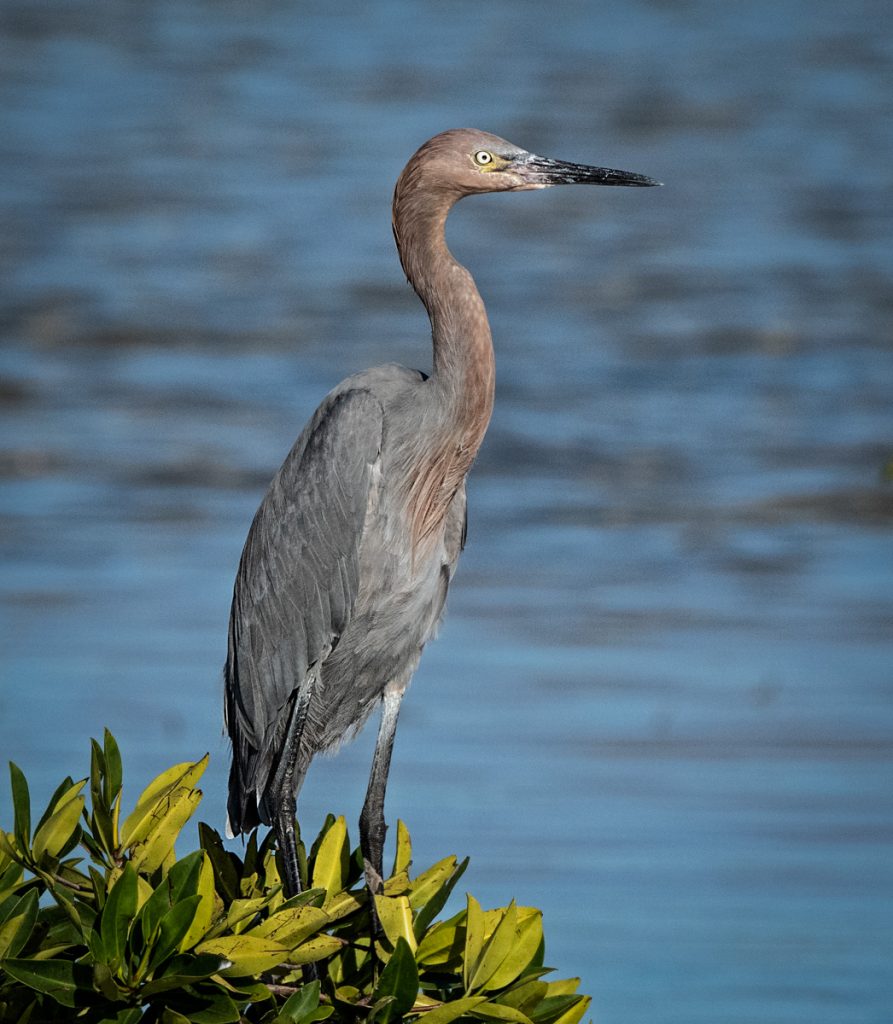 Reddish Egret - Owen Deutsch Photography