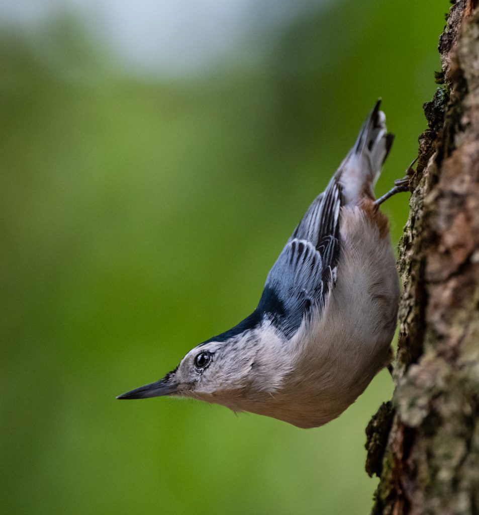 White-breasted Nuthatch - Owen Deutsch Photography