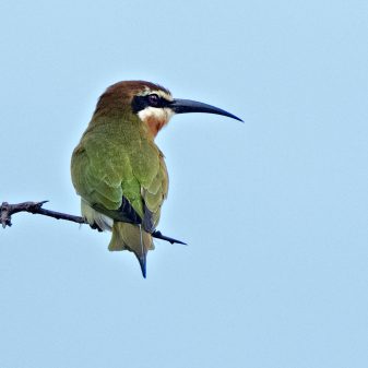 Madagascar Bee-eater