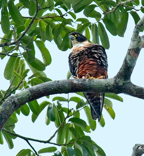 Orange-breasted Falcon - Owen Deutsch Photography