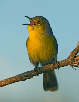 Oriente Warbler