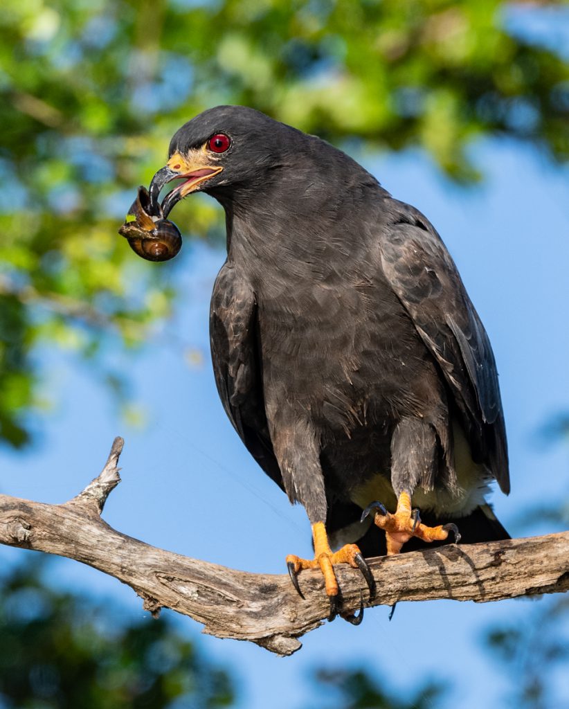 Snail Kite Owen Deutsch Photography
