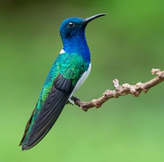 White-necked Jacobin