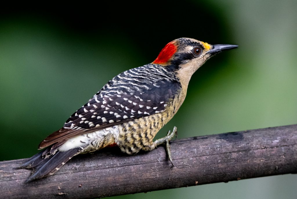 Black-cheeked Woodpecker | Bird | Owen Deutsch Photography