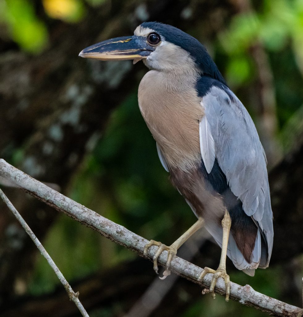 boat-billed-heron-wading-bird-belize