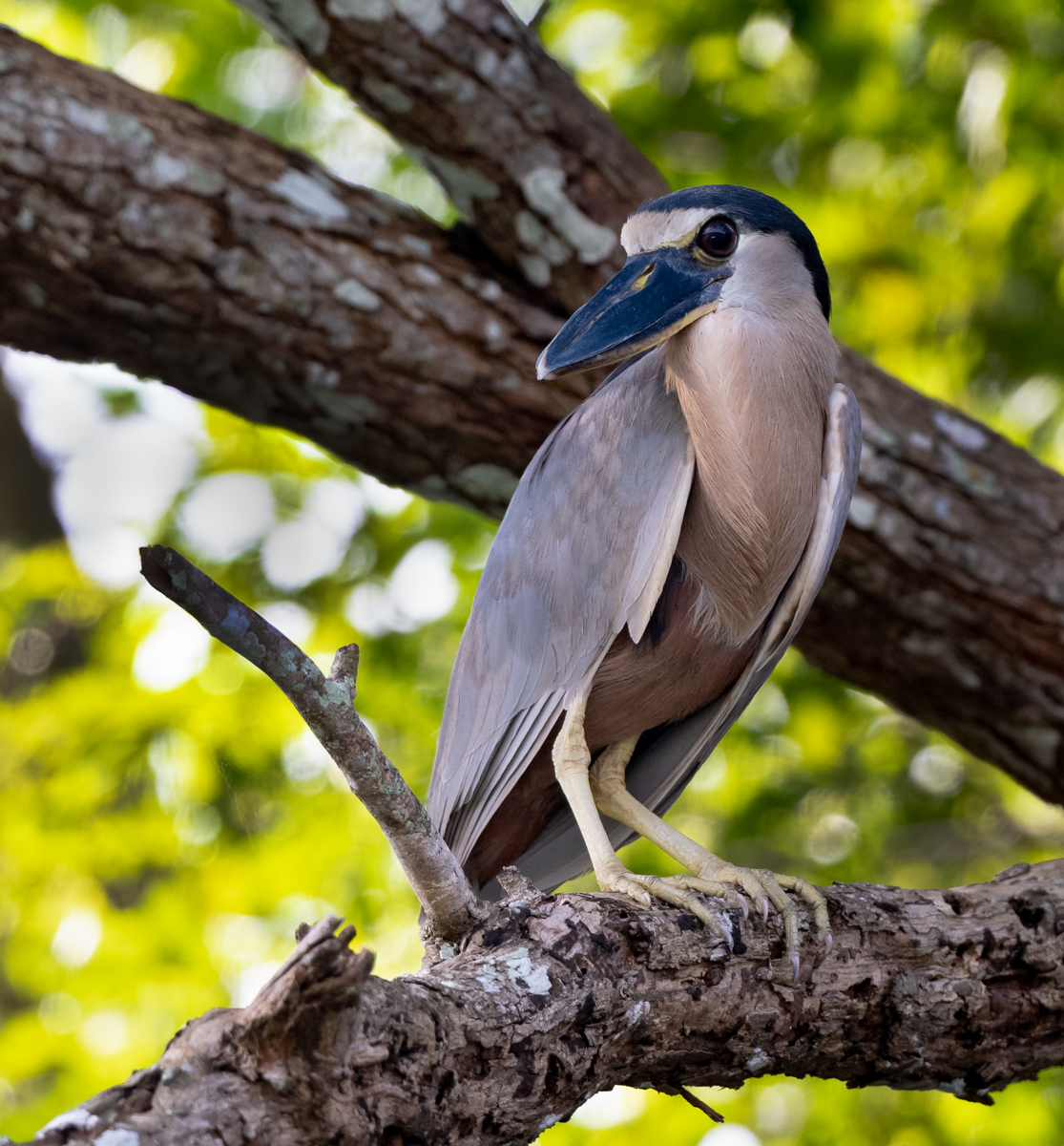 Boat-billed Heron