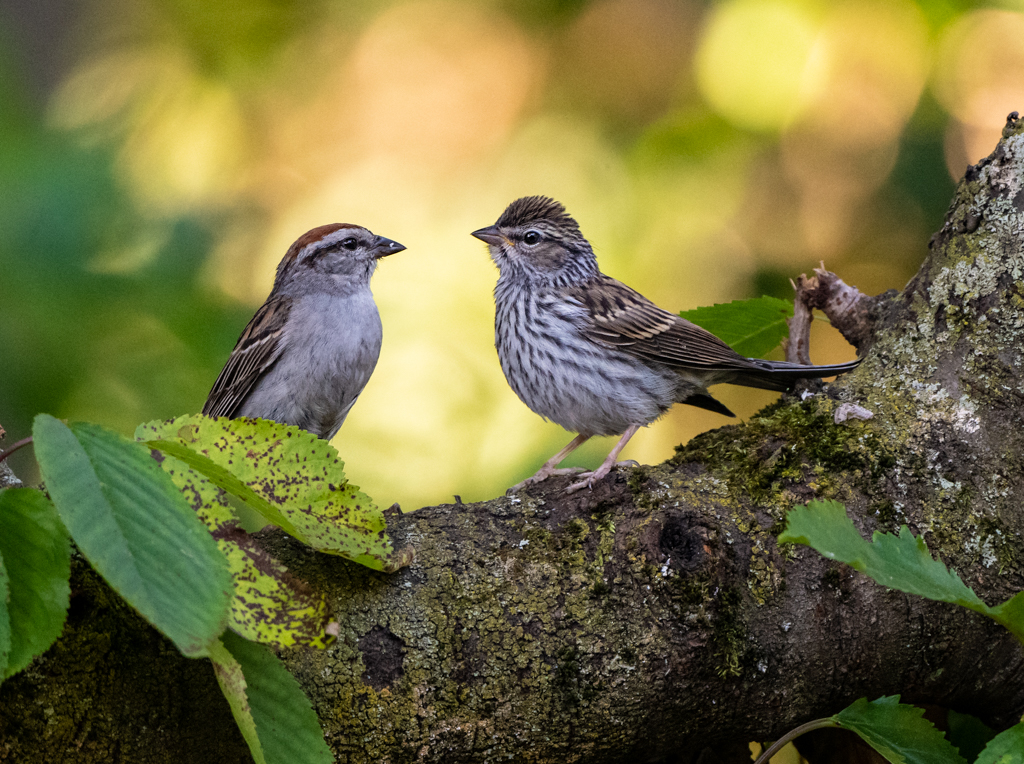 what makes for great bird photography owen deutsch photography