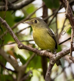 Cuban Vireo