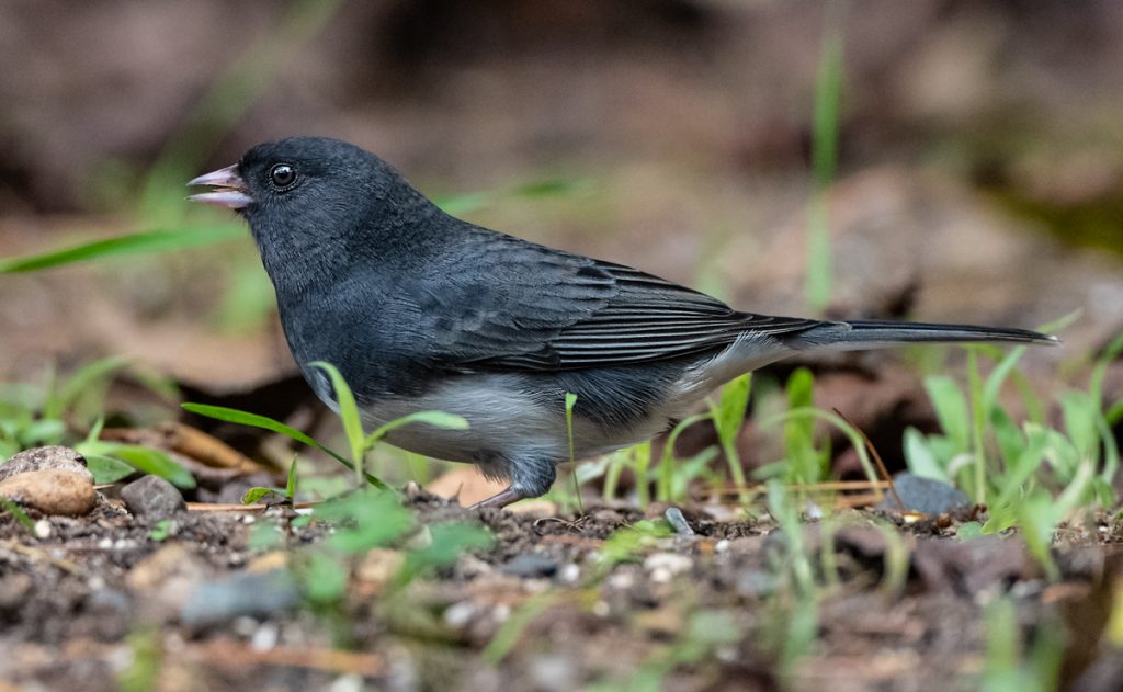 Dark-eyed Junco | Bird Song | Nature Photographer