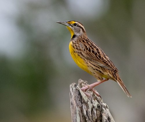 Eastern Meadowlark - Owen Deutsch Photography