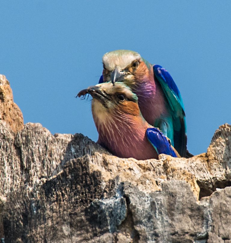 Lilac Breasted Roller Owen Deutsch Photography