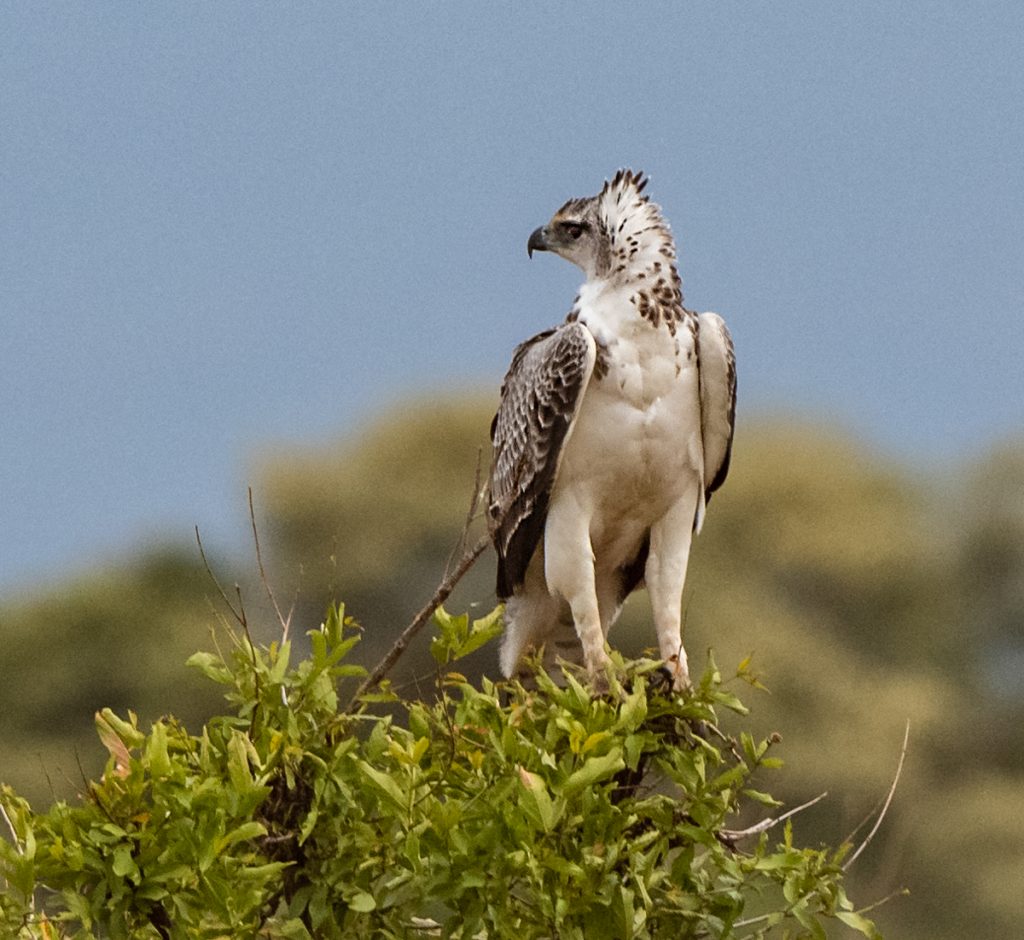 Martial Eagle | Wildlife Photography | Bird Watching