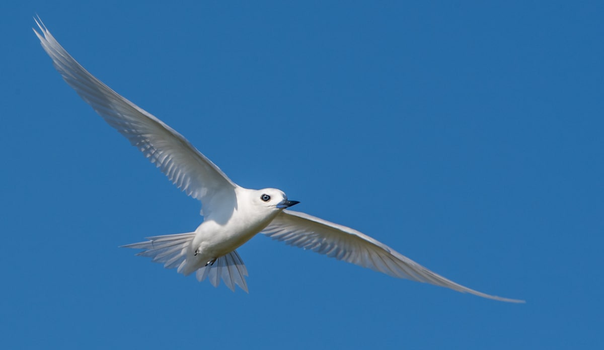 White Tern - Owen Deutsch Photography