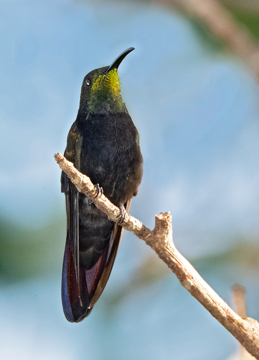 Antillean Mango Humming Bird