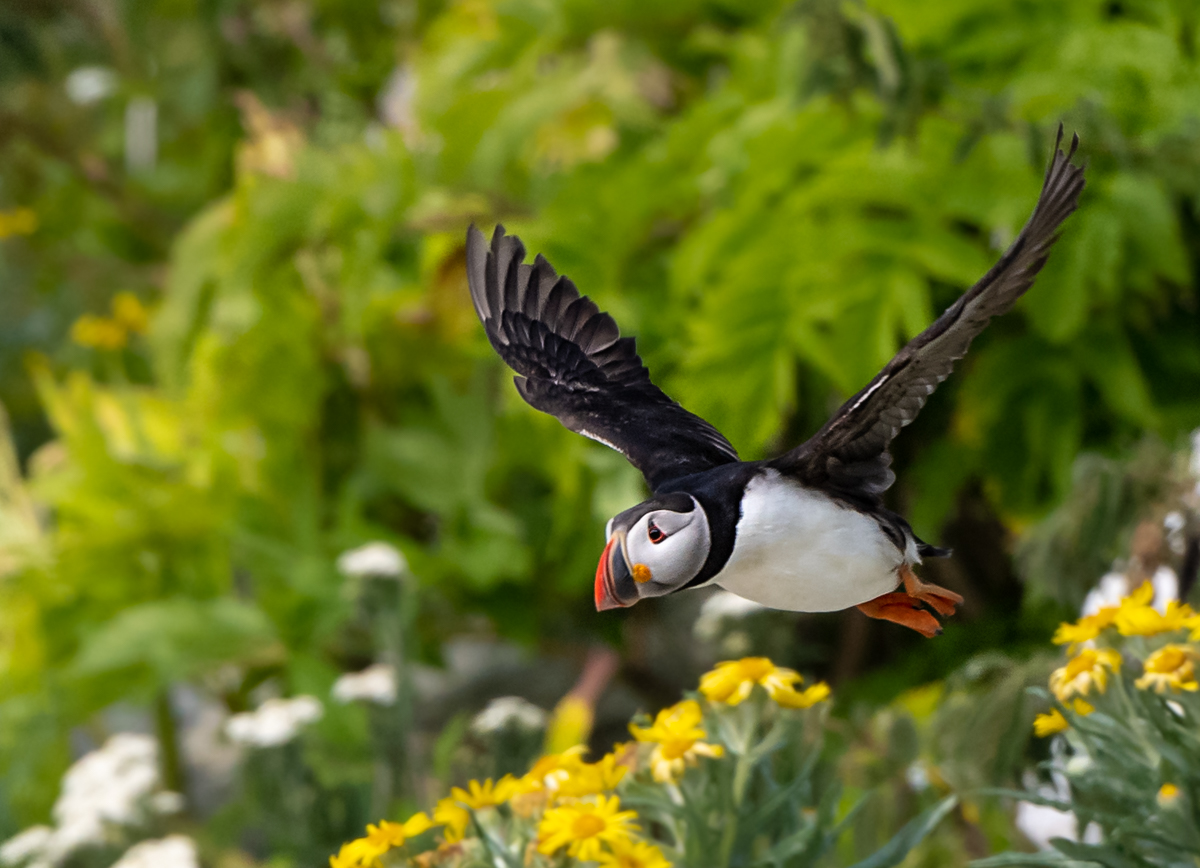 The Quest for Atlantic Puffins
