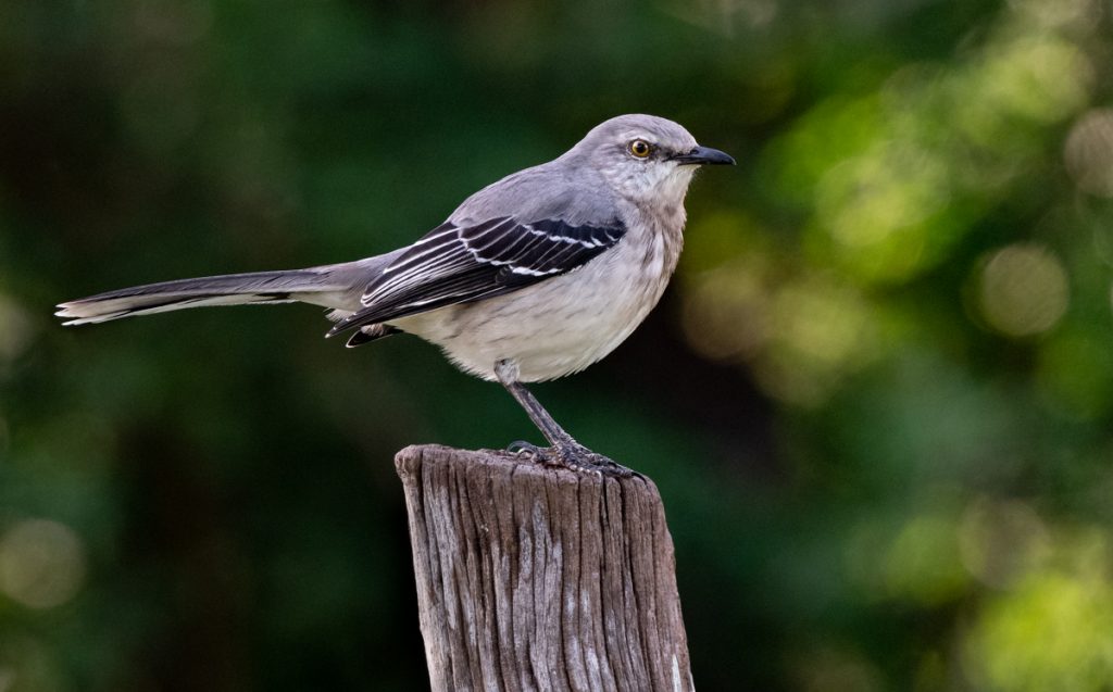 Tropical Mockingbird Owen Deutsch Photography