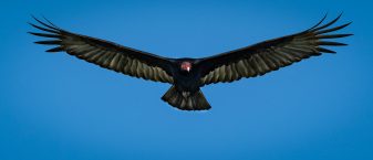 Turkey Vulture