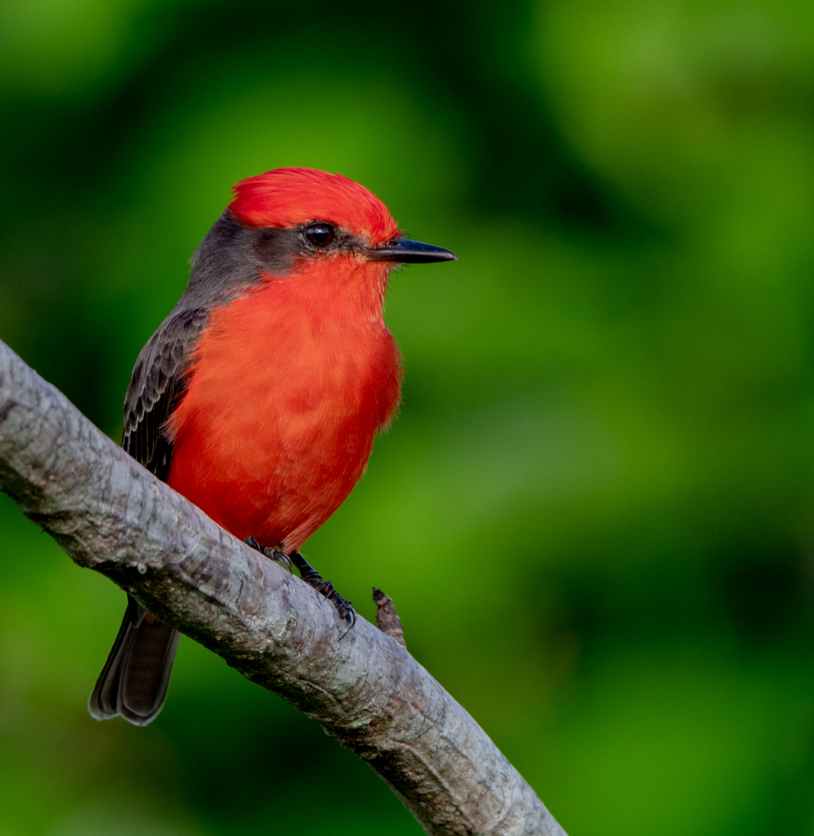 Vermillion Flycatcher