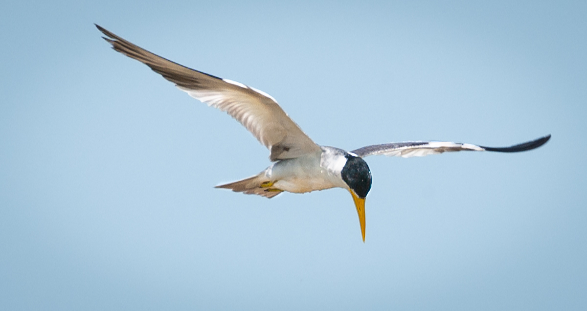 Flying YelBld Tern