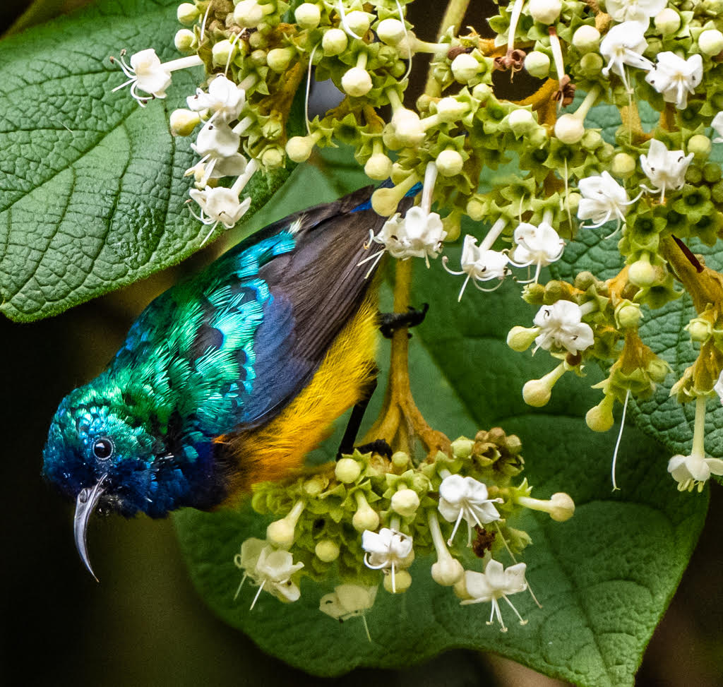The Beauty of the Variable Sunbird