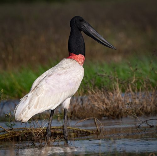 Jabiru: the Giant Stork of Belize | Owen Deutsch Photography