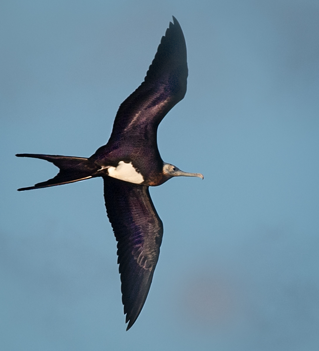 Flying Lesser Frigatebird