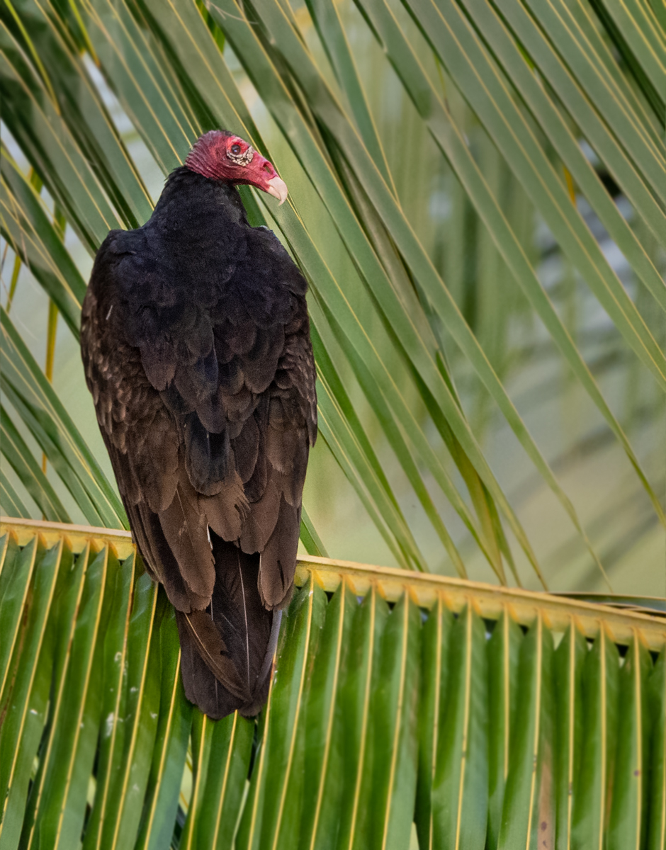 standing turkey vulture