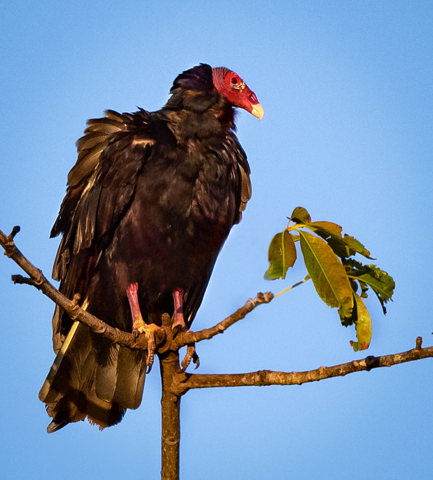 Sitting Turkey Vulture Bird