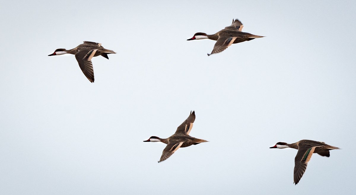 Flying White cheeked pintail