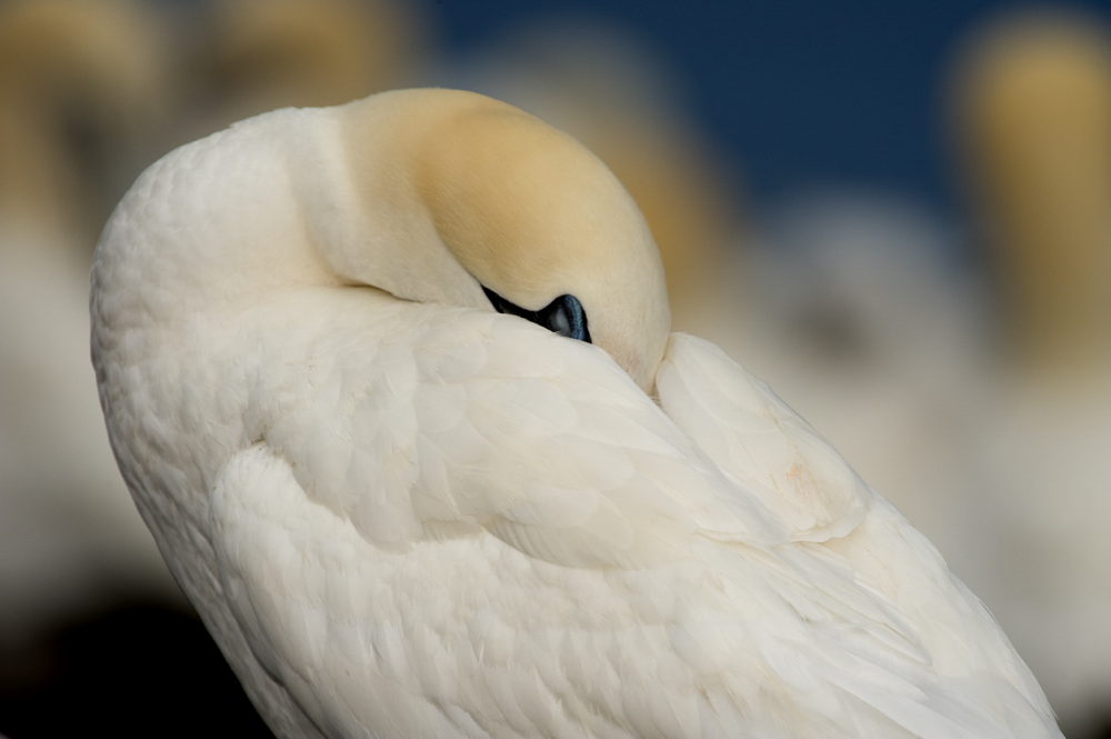 northern-gannet