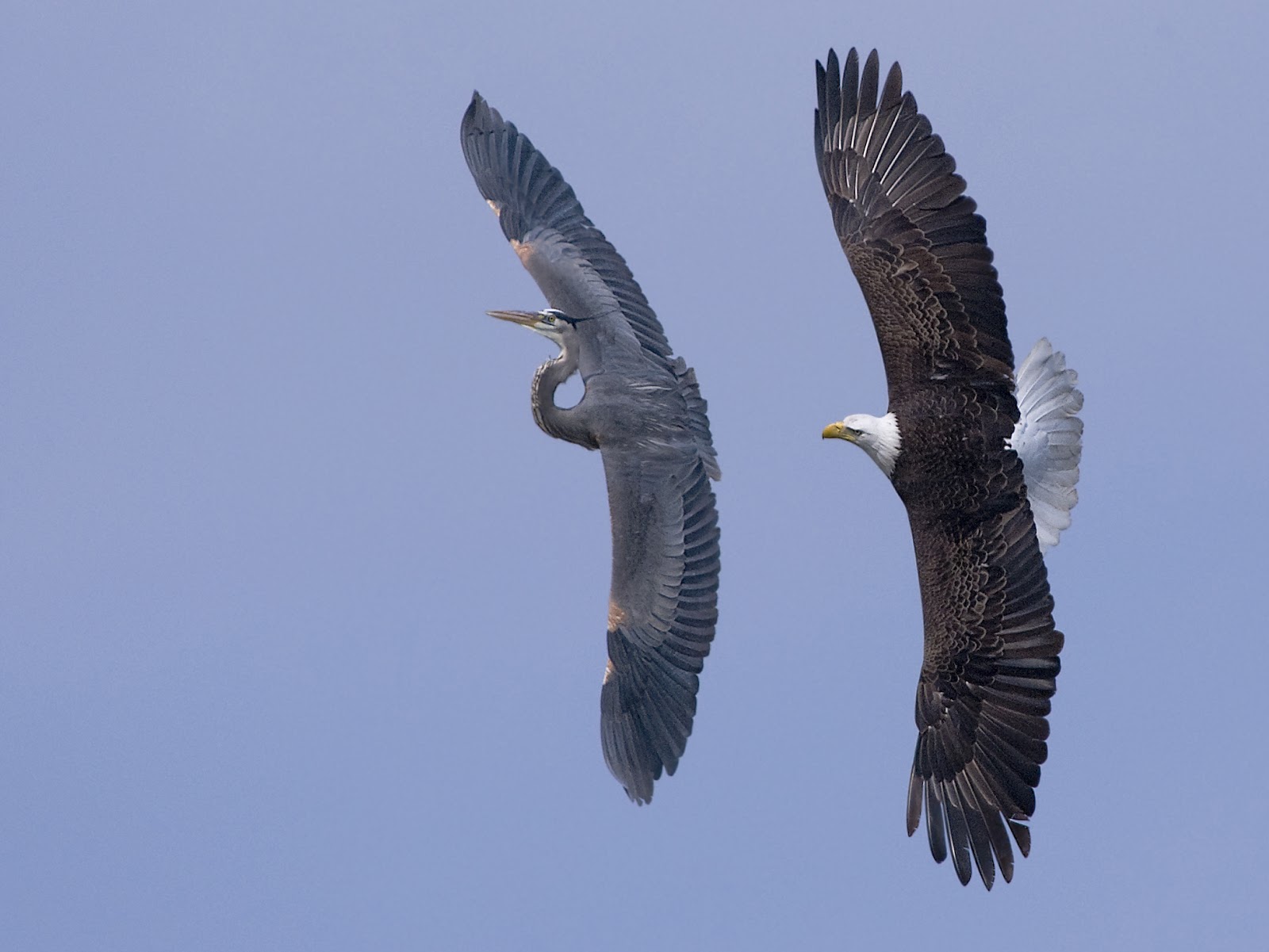 The Story of the Bald Eagle and Great Blue Heron