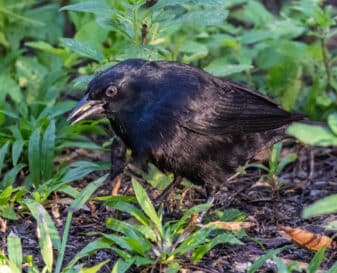 Cuban Blackbird