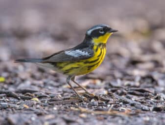 Magnolia Warbler