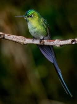 Long-tailed Sylph