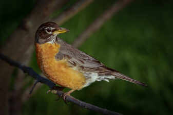 American Robin