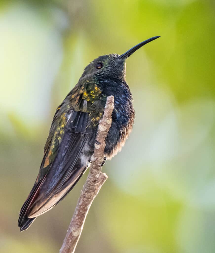 Antillean Mango | Passerine | Professional Photography