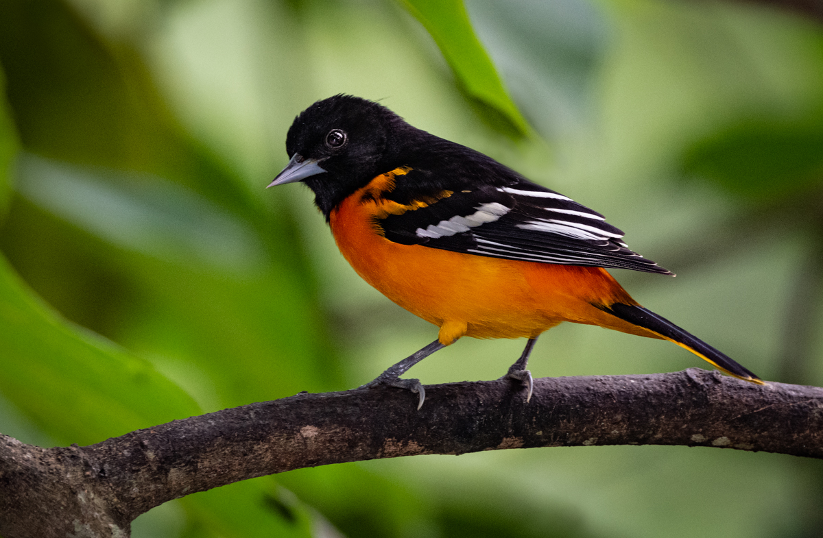 Baltimore Orioles: The Pursuit for the Best Bird Photography