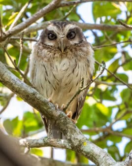 Bare-legged Owl