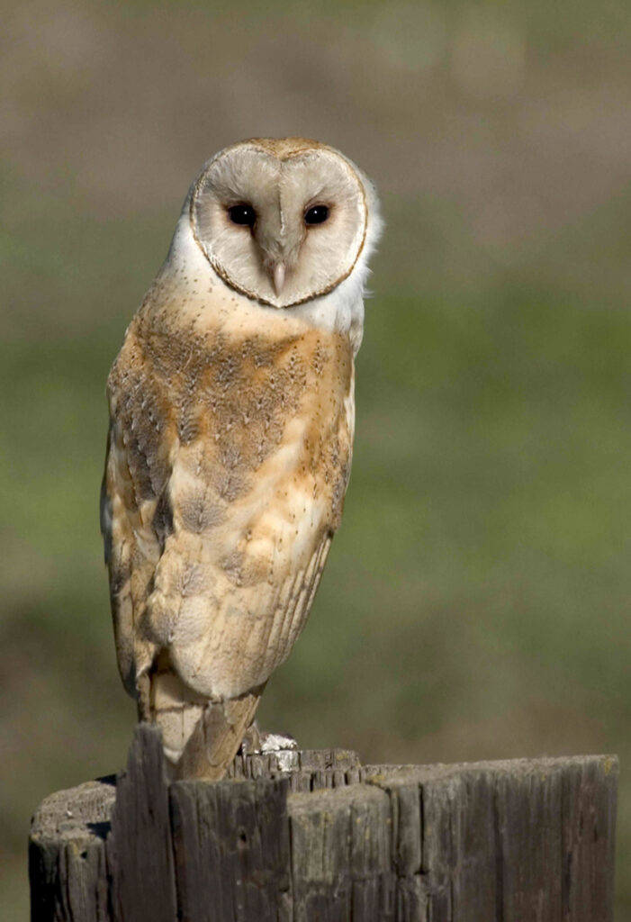 Barn Owl | Birds Of Prey | Bird Photography