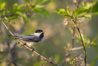 Black-capped Chickadee