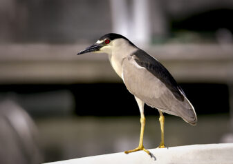 Black-crowned Night Heron
