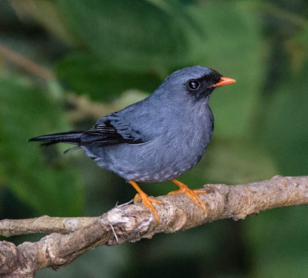 Black-faced Solitaire | Passerine | Wildlife Photography