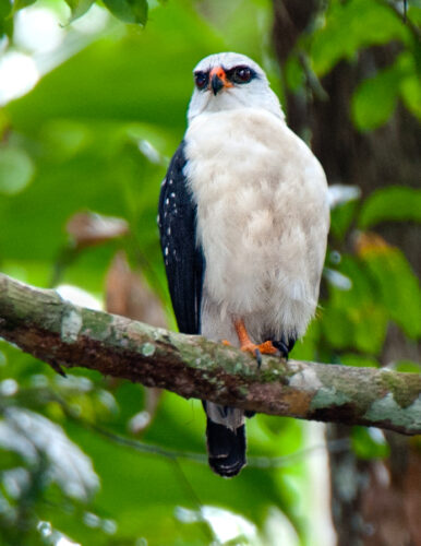 Black-faced Hawk | Birds of Prey | Owen Deutsch Photography