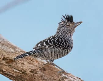 Barred Antshrike