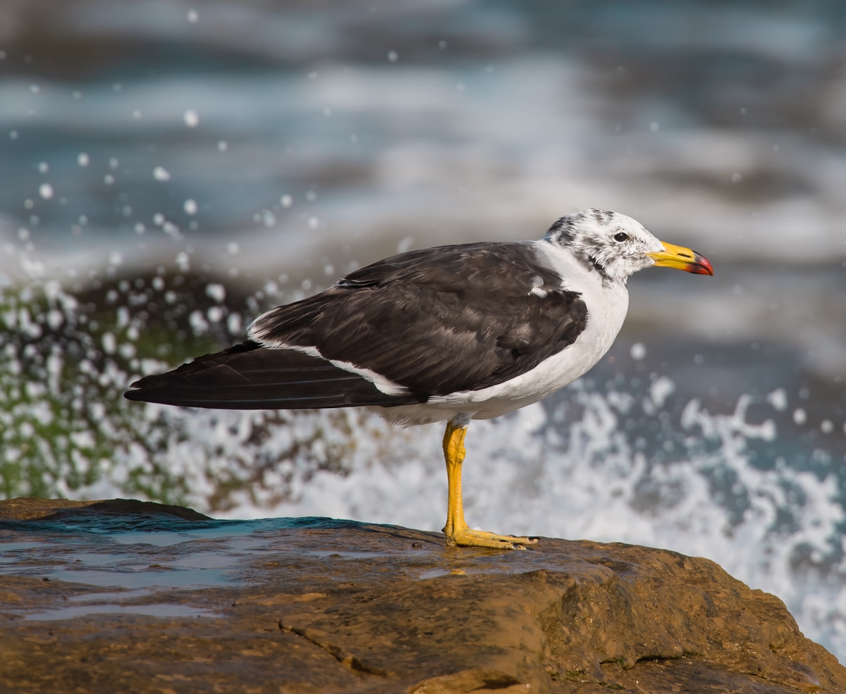 Belcher's Gull