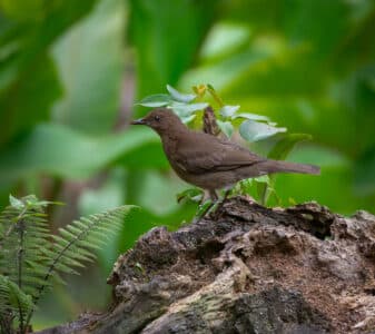 Black-billed Thrush
