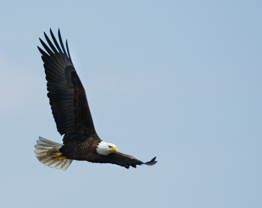 Bald Eagle | Bird Sounds | Birds of Prey | Flying Birds Images | Bird