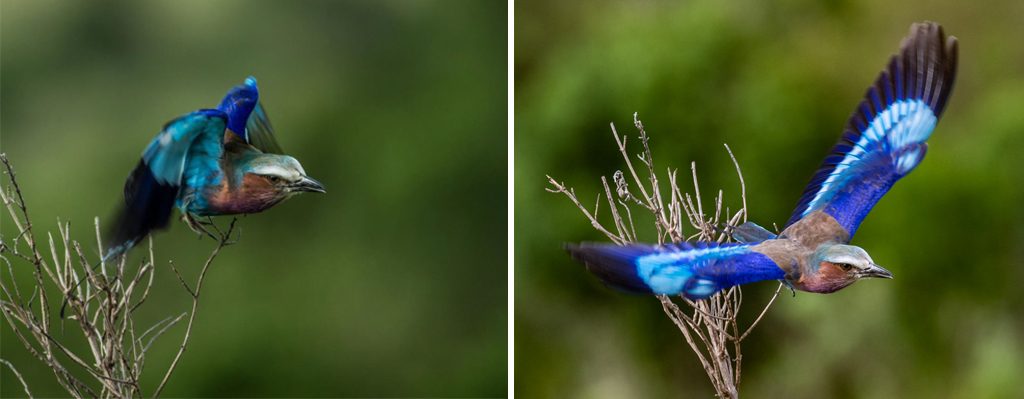 Nelis Wolmarans Advanced Tips For Bird Photography