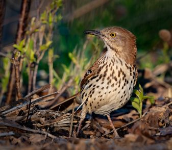 Brown Thrasher